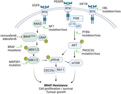 Resistance mechanisms in BRAFV600E paediatric high-grade glioma and current therapeutic approaches